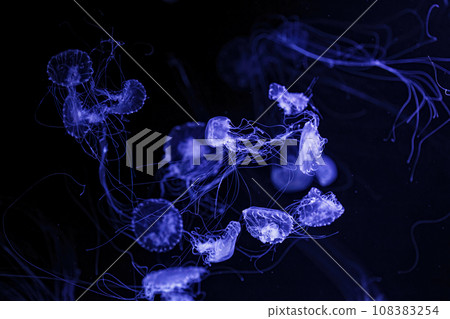 Macro shot of Chrysaora quinquecirrha underwater 108383254