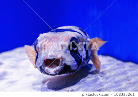 macro photography underwater pufferfish gray 108383261