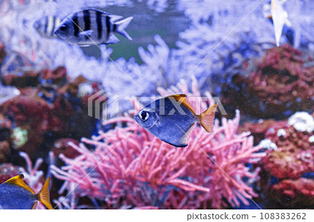 macro photography underwater monodactylus argenteus 108383262