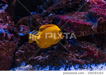 Underwater shot of fish Zebrasoma flavescens 108383263