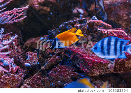 Underwater shot of fish Abudefduf saxatilis 108383264