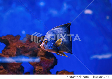 Underwater shot of fish Pomacanthus semicirculatus 108383265