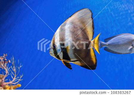 Underwater shot of fish Platax orbicularis 108383267