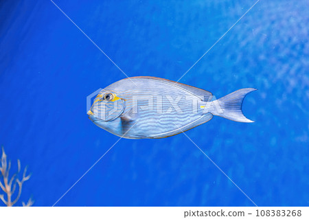 Underwater shot of fish Acanthurus mata Underwater shot of fish Acanthurus mata 108383268