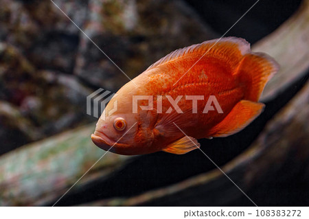Underwater photography of Oscar fish (fish) 108383272