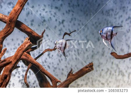 Underwater shot of fish pterophyllum scalare altum 108383273