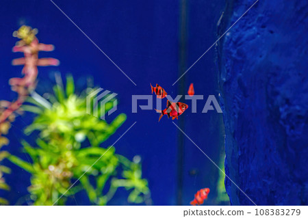 Underwater shot of a glofish fish 108383279