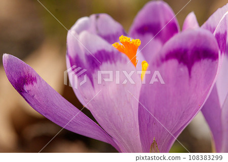 Purple beautiful blooming crocuses in spring against the background of grass Purple beautiful blooming crocuses in spring against the background of grass 108383299