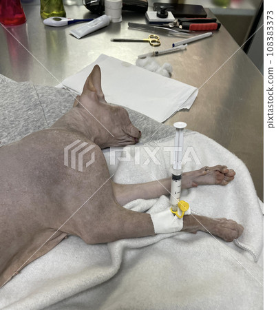 Cat is lying at the veterinarian after surgery Cat is lying at the veterinarian after surgery 108383373