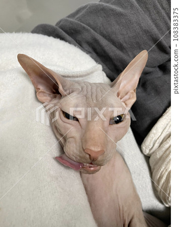 Young cat sphynx sleeping after surgery. Vet and animal concept Young cat sphynx sleeping after surgery. Vet and animal concept 108383375