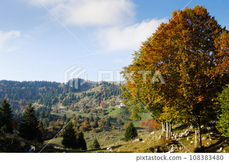 Trees in autumn season background. Autumn lansdscape 108383480