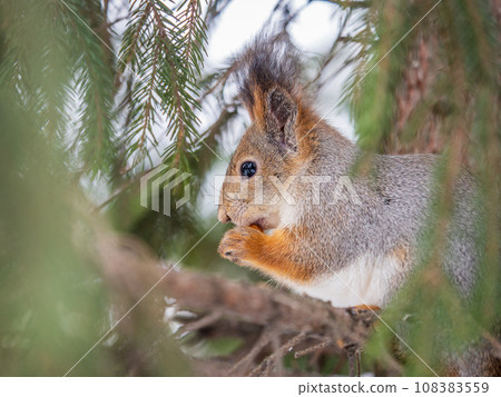 The squirrel with nut sits on tree in the winter or late autumn The squirrel with nut sits on tree in the winter or late autumn 108383559