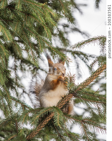 The squirrel with nut sits on tree in the winter or late autumn The squirrel with nut sits on tree in the winter or late autumn 108383561