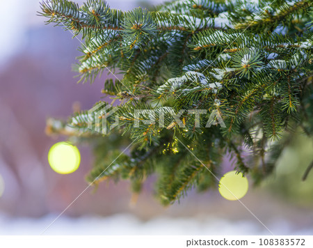 Green fir branches in winter covered with snow Green fir branches in winter covered with snow 108383572