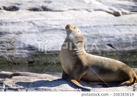 South American sea lion colony on Beagle channel 108383619
