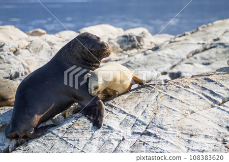 South American sea lion colony on Beagle channel 108383620
