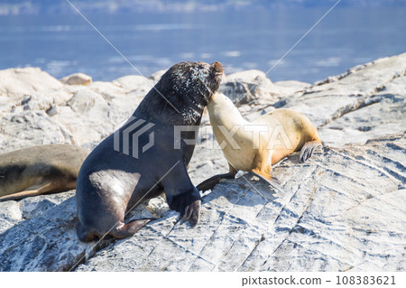South American sea lion colony on Beagle channel South American sea lion colony on Beagle channel 108383621