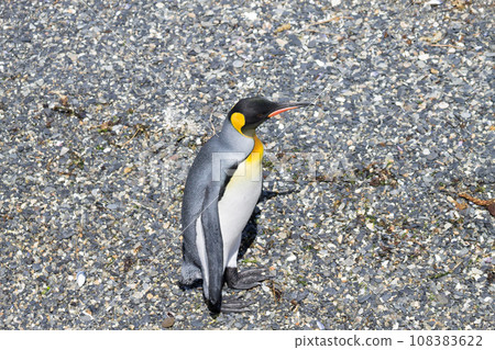 King penguin on Martillo island beach, Ushuaia King penguin on Martillo island beach, Ushuaia 108383622