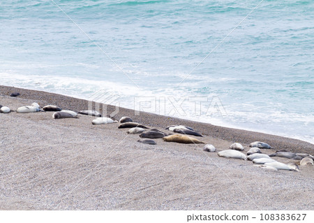Elephant seals on Caleta Valdes beach, Patagonia, Argentina Elephant seals on Caleta Valdes beach, Patagonia, Argentina 108383627