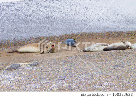Elephant seals on Caleta Valdes beach, Patagonia, Argentina 108383628