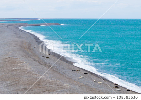 Elephant seals on Caleta Valdes beach, Patagonia, Argentina 108383630