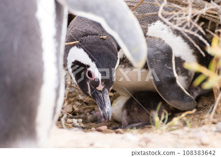 Magellanic penguin incubating egg. Punta Tombo penguin colony, Patagonia 108383642