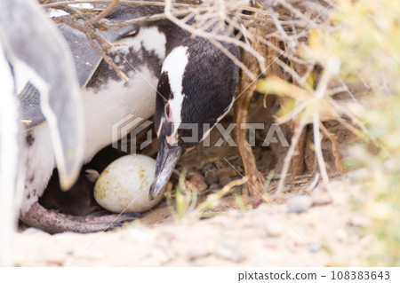 Magellanic penguin incubating egg. Punta Tombo penguin colony, Patagonia 108383643