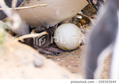 Magellanic penguin incubating egg. Punta Tombo penguin colony, Patagonia 108383644