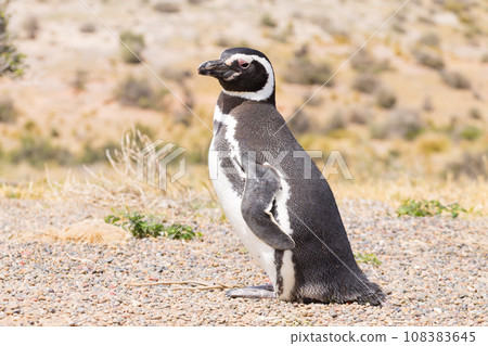 Magellanic penguin close up. Punta Tombo penguin colony, Patagonia 108383645