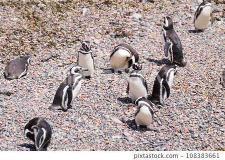 Magellanic penguins. Punta Tombo penguin colony, Patagonia 108383661