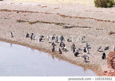 Magellanic penguins. Punta Tombo penguin colony, Patagonia 108383662