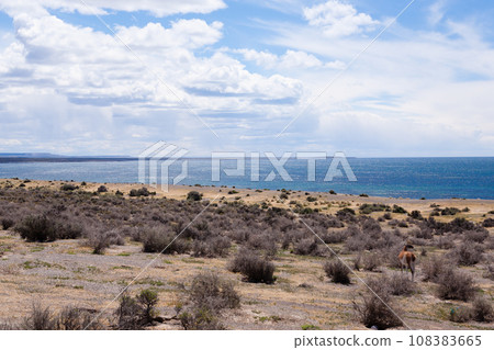 Punta Tombo beach day view, Patagonia, Argentina 108383665