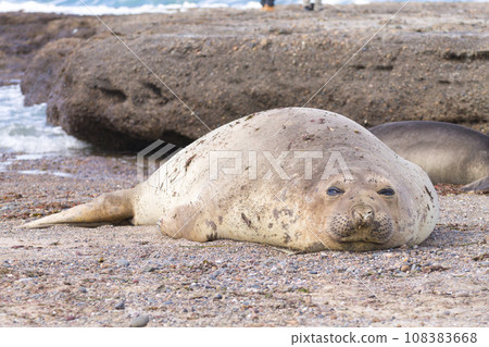 Elephant seal on beach close up, Patagonia, Argentina 108383668