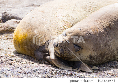 Elephant seal on beach close up, Patagonia, Argentina 108383671