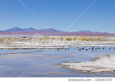Bolivian lagoon landscape,Bolivia 108383707