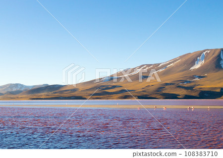 Laguna Colorada view, Bolivia 108383710