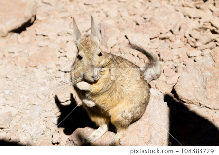Southern viscacha close up,Bolivia Southern viscacha close up,Bolivia 108383729