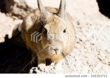 Southern viscacha close up,Bolivia 108383732