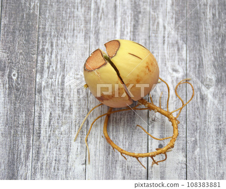 sprouted avocado seed with a long root and a small sprout on a wooden surface 108383881