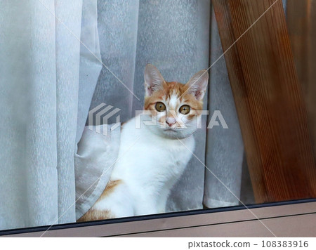 House cat house sitting 108383916
