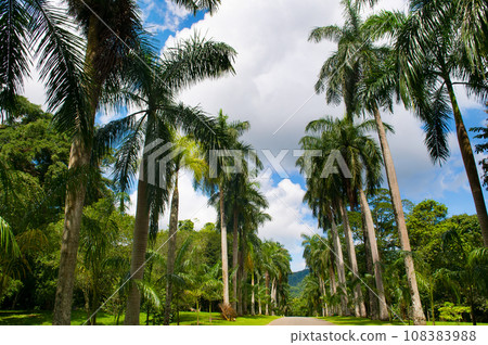Palm tree alley in Royal Botanic King Gardens. Sri Lanka. 108383988