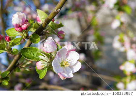 Pink flowers of blooming Apple tree in spring against blue sky Pink flowers of blooming Apple tree in spring against blue sky 108383997