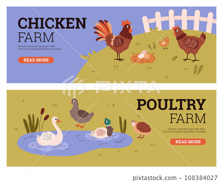 Chicken and poultry farm banners set. 108384027