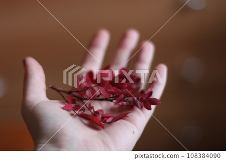 Autumn leaves in the hands of a girl. Selective focus. 108384090