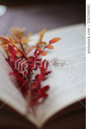 A closeup shot of a book with a plant on the pages. Hardcover book with herbarium sprig 108384091