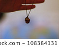Hand holding a pendant in the form of a acorn. 108384131