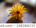 Hand holding a yellow flower on blurred background. Shallow depth of field. 108384133