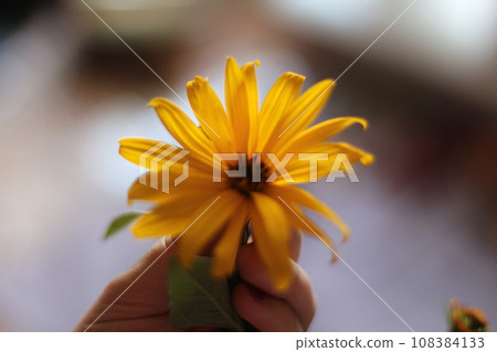 Hand holding a yellow flower on blurred background. Shallow depth of field. Hand holding a yellow flower on blurred background. Shallow depth of field. 108384133