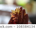 Hand holding a branch with red leaves in the studio on blurred background 108384134