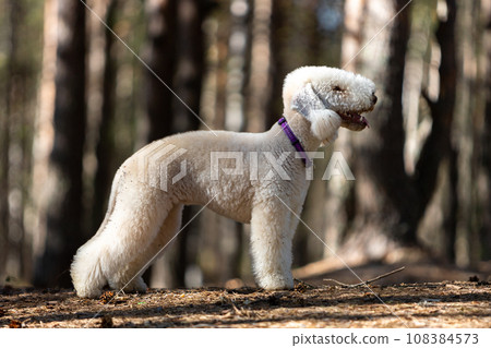 Young liver-colored Bedlington Terrier dog standing in a pine forest outdoors Young liver-colored Bedlington Terrier dog standing in a pine forest outdoors 108384573